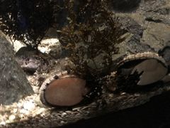 -悉尼海洋生物水族馆