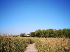 -西青郊野公园