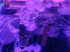 -北海海底世界
