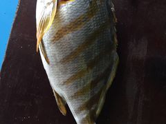 -浪琴湾尾角仔海鲜坊