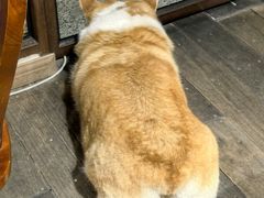 -肥朵食堂(带梦胡同店)