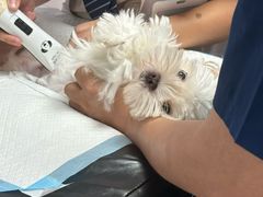 -博特宠物医院24h犬猫全科.骨科·异宠