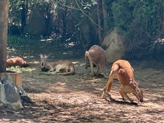-北京野生动物园