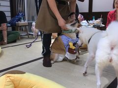 -逗柴咖啡屋·狗咖猫咖宠物桌游