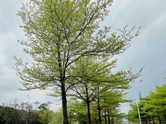 -海心沙亚运公园