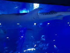 -烟台海昌鲸鲨海洋公园