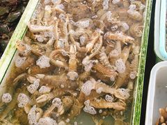 -大湾区中央湿地公园-十九涌
