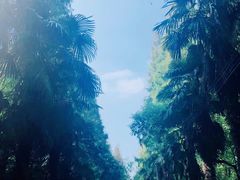 -东平国家森林公园