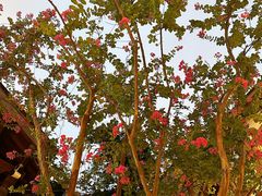 -重庆十八梯传统风貌区