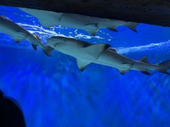 -太平洋海底世界