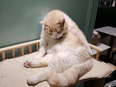 -安格丽娜·狗咖·猫咖羊驼咖(春熙路百盛商场店)