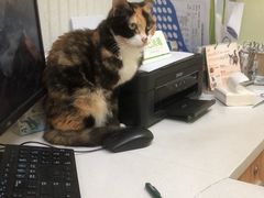 -瑞鹏宠物医院·骨科·猫科·内科(第一中心)