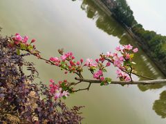 -武汉紫薇都市田园