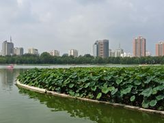 -莲花池公园