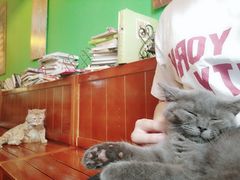 -李小姐の猫咖啡馆(五角场店)