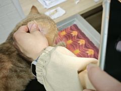 -派美特宠物医院·核磁CT·骨科肿瘤·疑难转诊(沈农禾丰店)