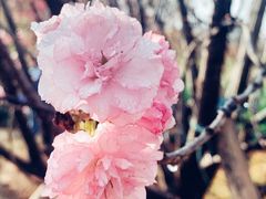 -天适樱花悠乐园