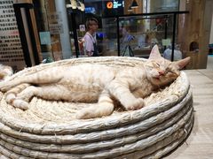 -藏猫猫咖啡主题馆(中央大道店)