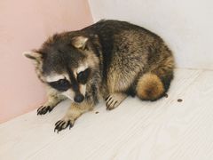 -浣熊柯尔鸭土拨鼠·电玩咖