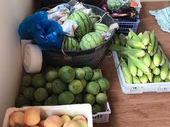-南汇新场正宗水蜜桃采摘