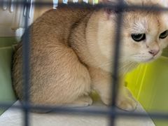 -艾贝尔宠物医院·24H转诊中心·肿瘤猫专科(江宁双龙店)