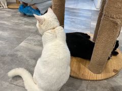-楼上猫咖(罗湖店)