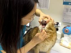 -美联众合动物医院·24h转诊中心