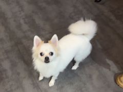 -MOLLY'S萌宠生活馆