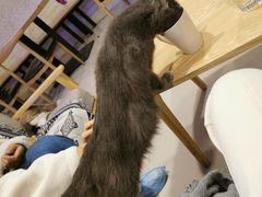 -平行世界·猫咖(首经贸店)