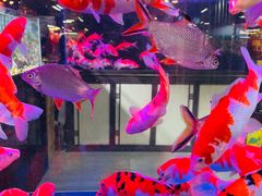 -花鸟鱼虫鲜花绿植市场(玉泉路店)
