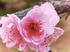 -梅花山(明孝陵内)