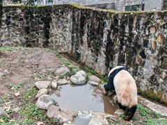 -都江堰中华大熊猫苑