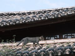 -巍山古城