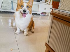 -宠福鑫康馨动物医院·骨科·眼科