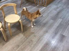 -柴迷FANS CLUB·柴犬狗咖·猫咖