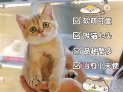 -lincat·猫舍(广州店)