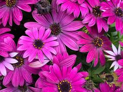 -三圣花乡旅游区