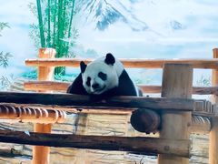 -西霞口神雕山野生动物世界