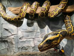 -Zoolung Zoolung动物主题公园(海信广场店)