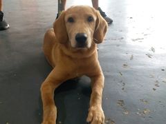 -严国平动物医院(德政总院)