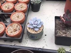 -三圣花乡旅游区