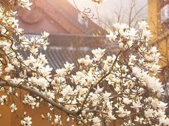-杭州上天竺法喜讲寺