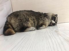 -浣熊柯尔鸭土拨鼠·电玩咖
