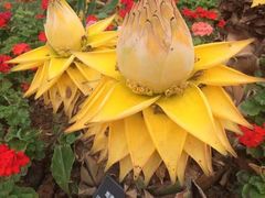-东莞植物园