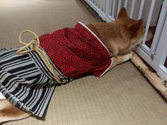 -逗柴咖啡屋·狗咖猫咖宠物桌游