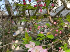 -上海兴国宾馆香樟园西餐厅