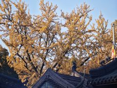 -灵谷景区