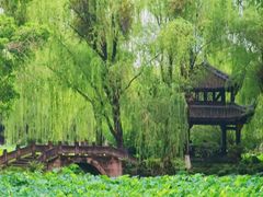 -桂湖森林公园