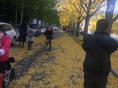 -三里屯东五街银杏大道