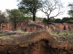 -奥兰多迪士尼动物王国乐园